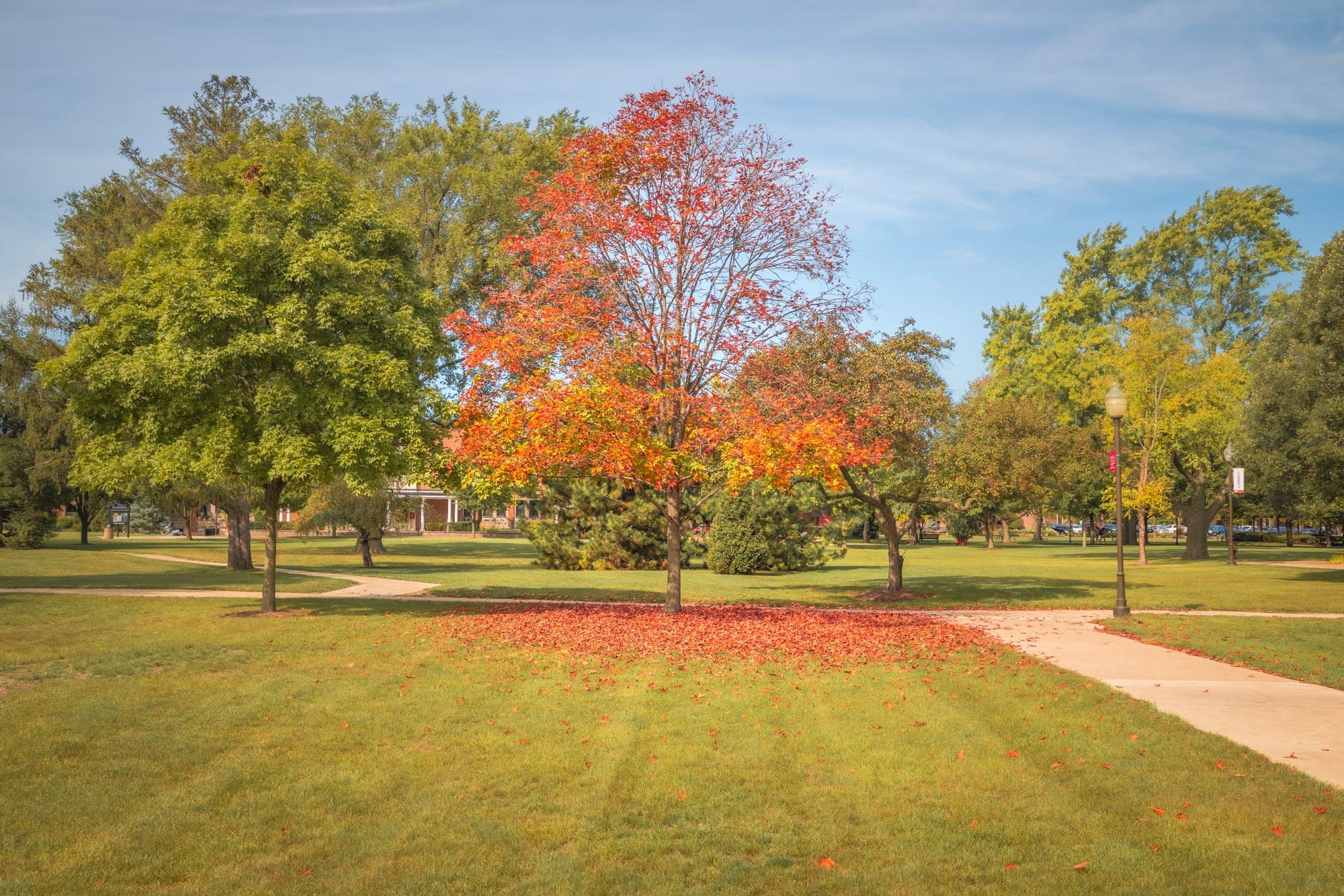 Autumn trees on the Lewis University quad in fall color